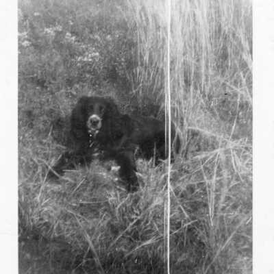Dog in Grass