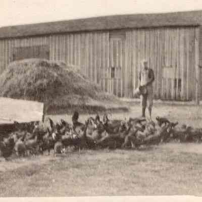 Man Feeding Chickens
