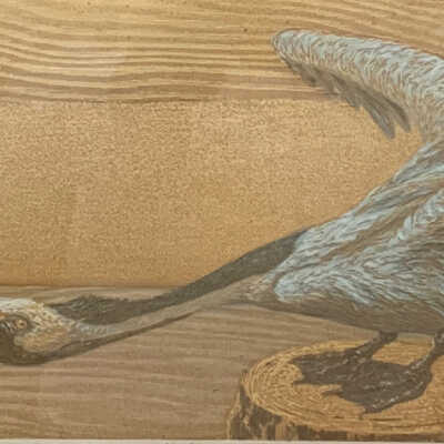 Pelican Stretching