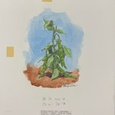Picking Peas for a Penny (plant)