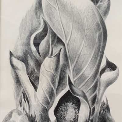 Skunk Cabbage