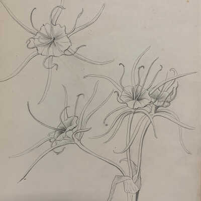 Louisiana Swamp Lily