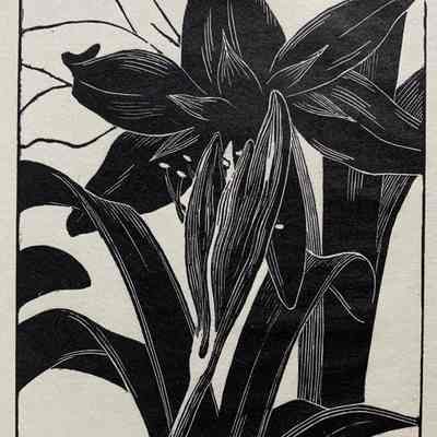 Amaryllis
