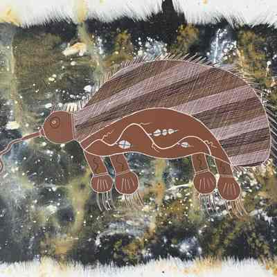 Echidna Dreaming