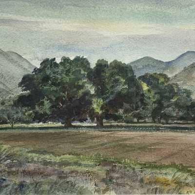 A Cottonwood Grove