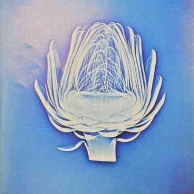 Artichoke