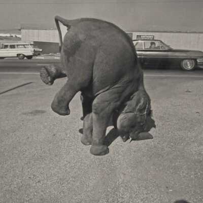 Elephant, Long Beach, California