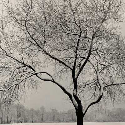 Picnic Tree