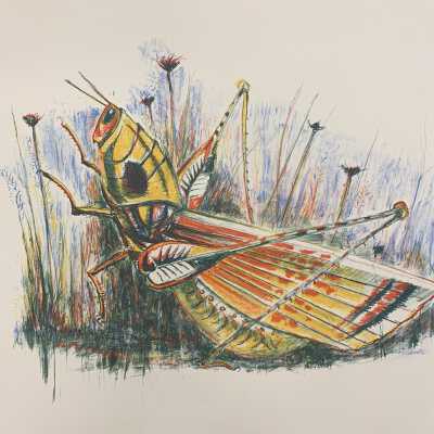 Untitled (grasshopper)