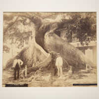 Silk Cotton Tree (print 488)