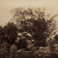 Old Cemetery, Near Nassau (print 368)