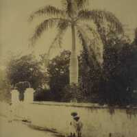 The Royal African Palm (print 549)
