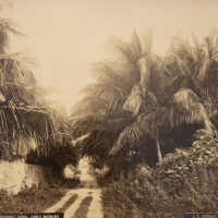 Coconut Grove, Early Morning (PRINT 410)