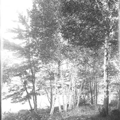 Birch Trees