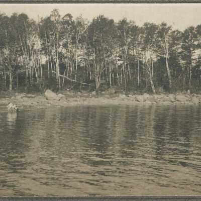 Birches by the Lake