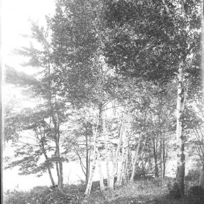 Island of Birch Trees