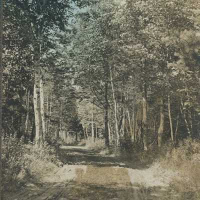 Road through the woods