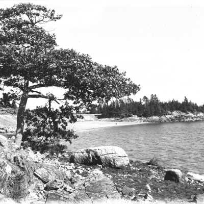 Tree on the shoreline