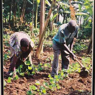 Uganda: Food for Cows and Family