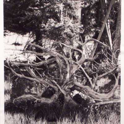 Root