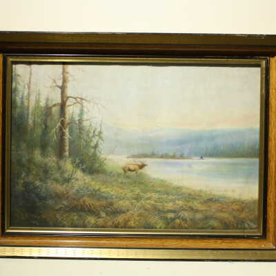 Untitled (elk in wilderness)