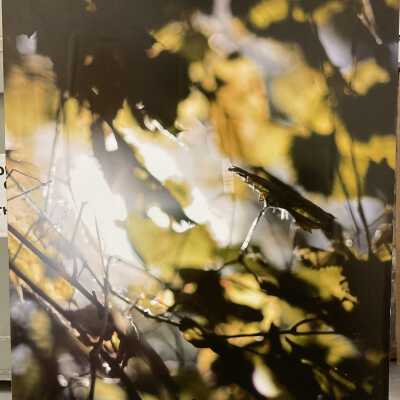Longing for the Light