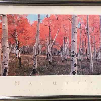 Nature's Colors - Birches