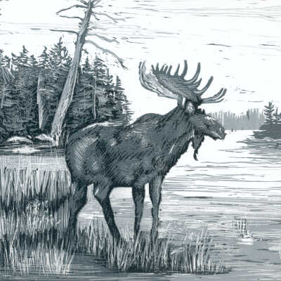 Elusive Moose