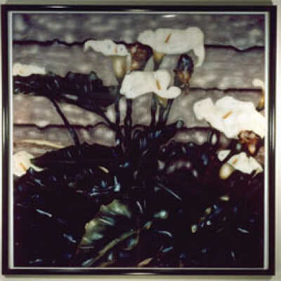 Untitled "callas"