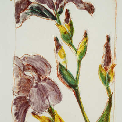 Iris