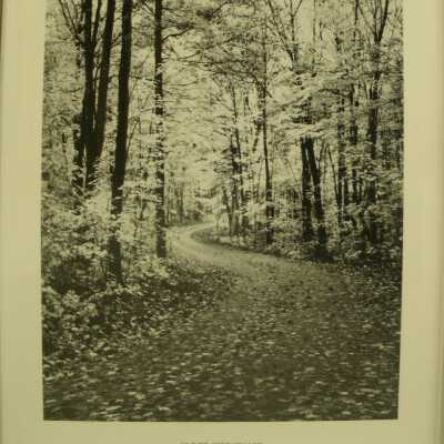 Forest Road, Autumn