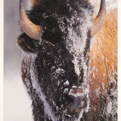 Native American Bison