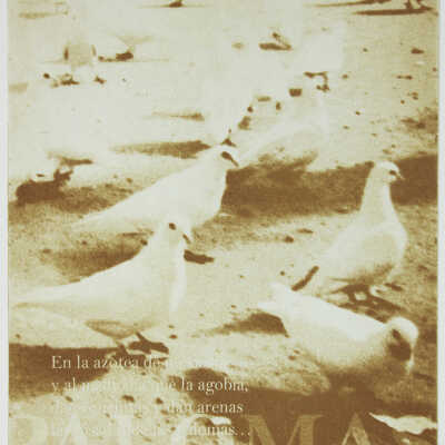 Palomas