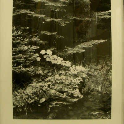 Forest Detail