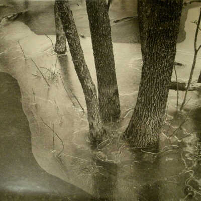 American Elms