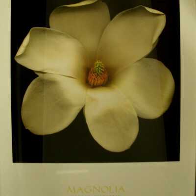 Magnolia