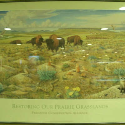 Restoring Our Prairie Grasslands