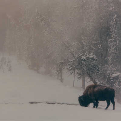 Winter's Robe