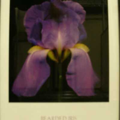 Bearded Iris