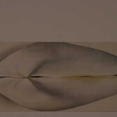 Closed Clam Shell