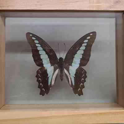 Common Bluebottle Butterfly