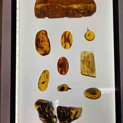 Organisms in Amber