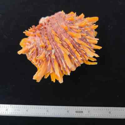 Pacific Thorny Oyster