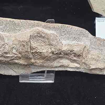 Fossil Fish