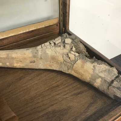 Fossil foot (hadrosaur?)