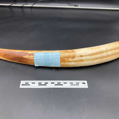 Walrus tusk