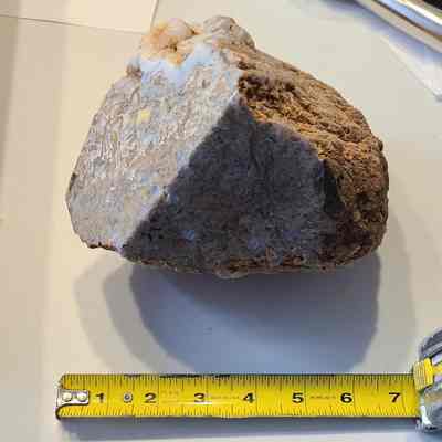 Petrified Wood
