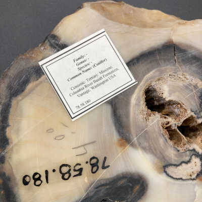 Back of object