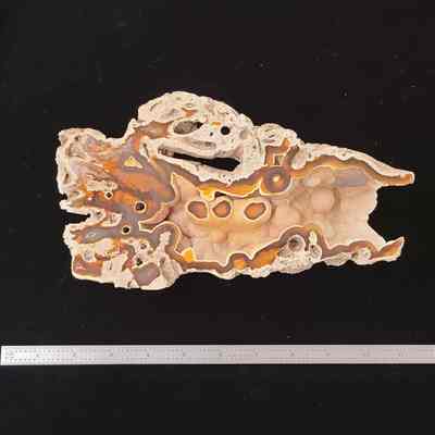 Agatized Coral