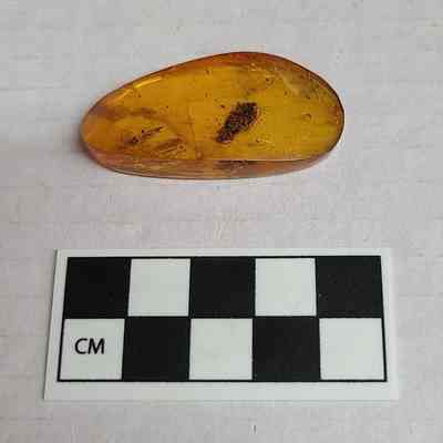 Amber